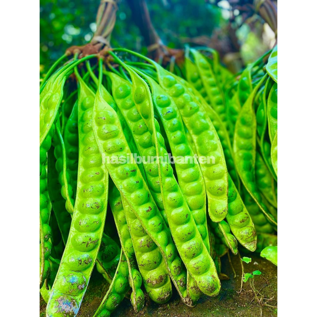 

PETAI/PETE PADI ISI 10 LONJOR PAPAN TUA SUPER