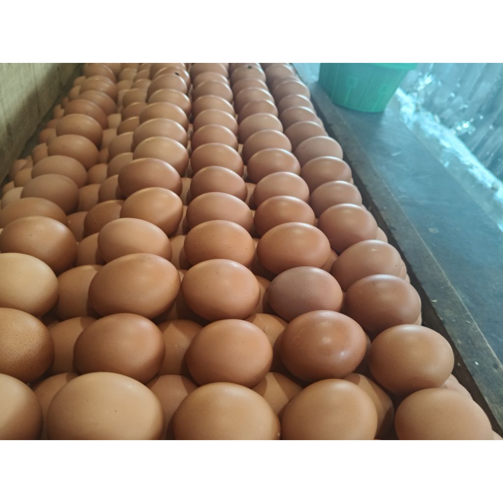 

telur ayam negri lokal fresh 15pcs