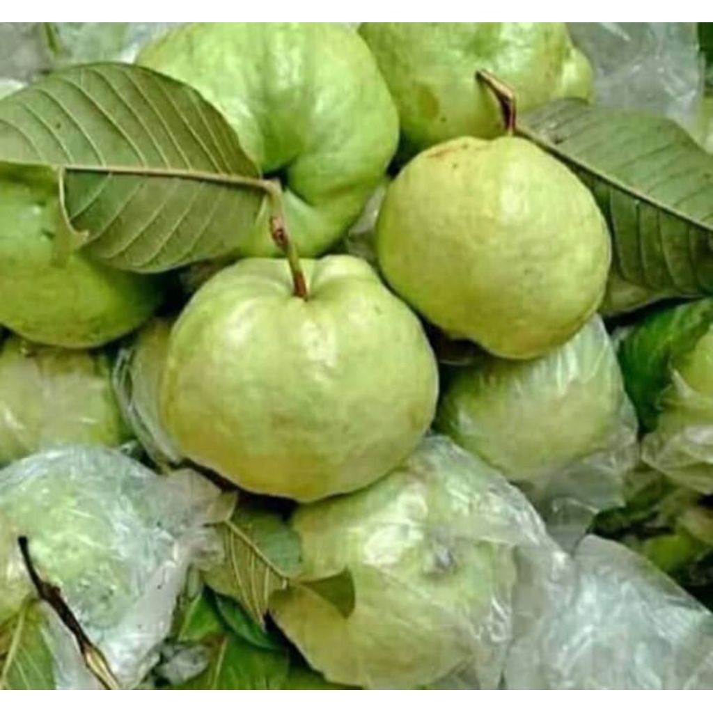 

jambu kristal 1kg