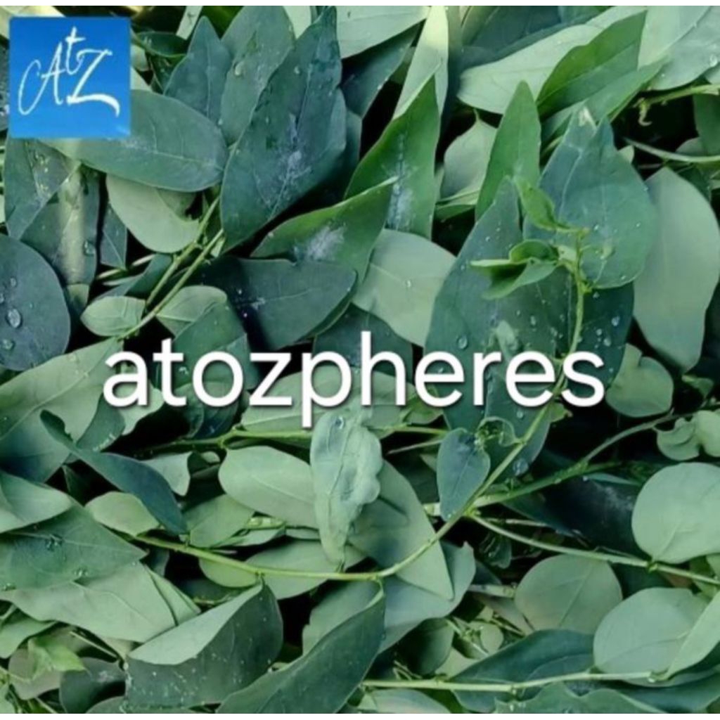 

Sayur daun katu katuk ( pelancar ASI ) segar pilihan fresh