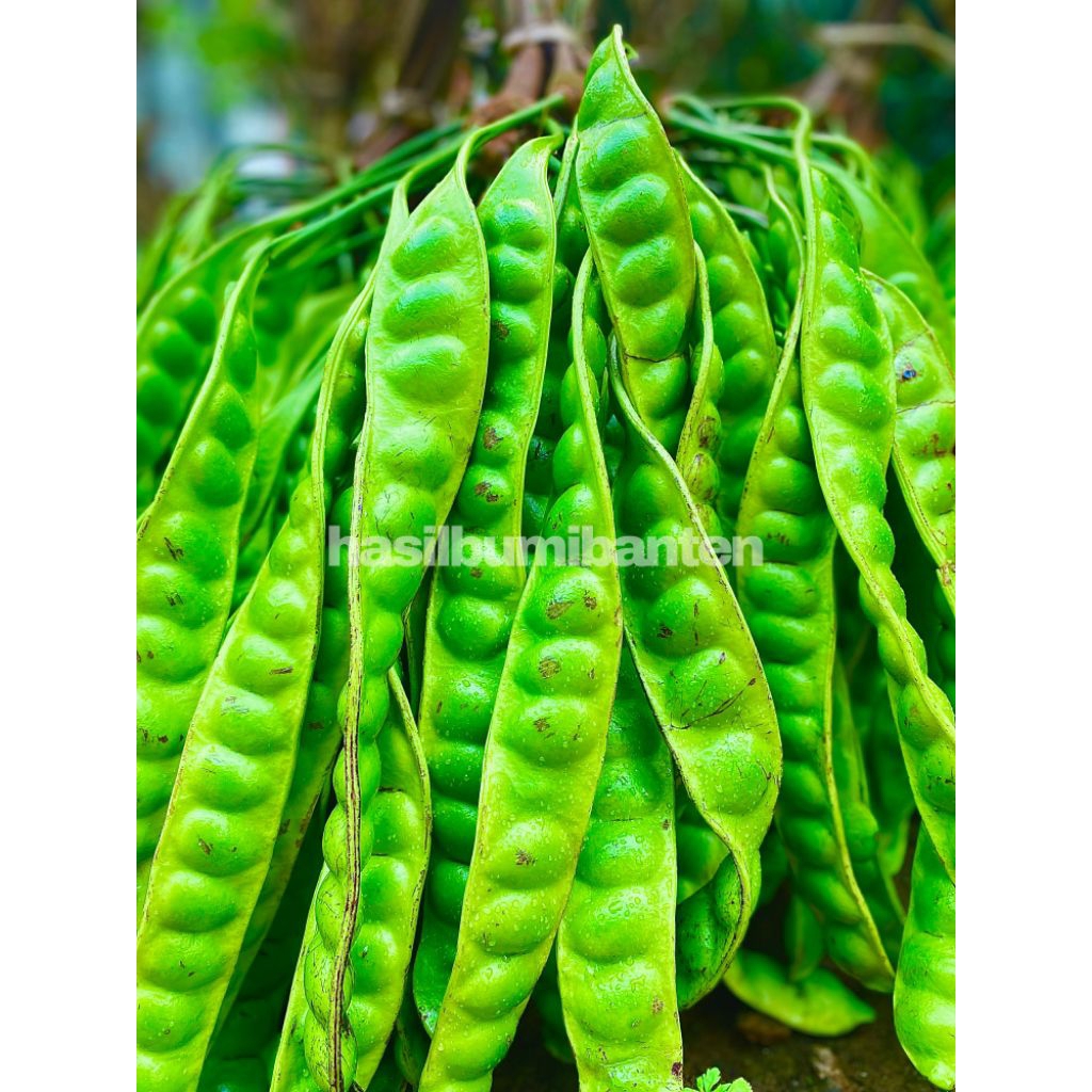 

PETE/PETAI PADI PENDEK ISI 30 PAPAN LONJOR TUA SUPER