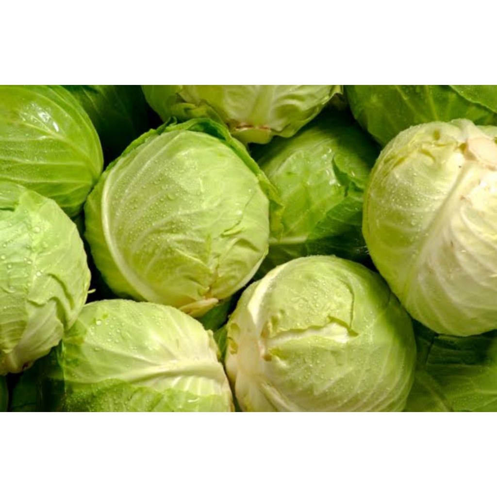 

kol press segar satu buah 1kg /1.5kg