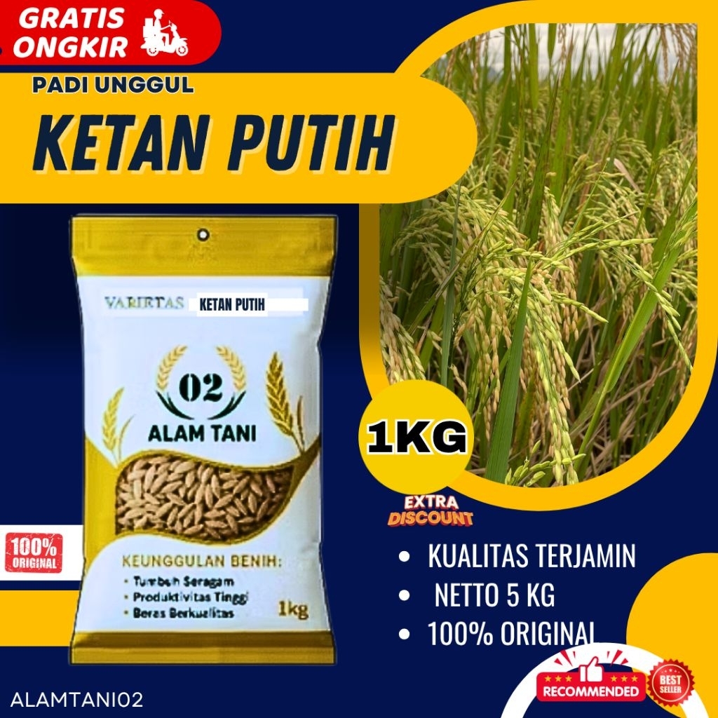 BIBIT PADI BENIH PADI  UNGGUL BERKUALITAS KETAN PUTIH KEMASAN 1KG