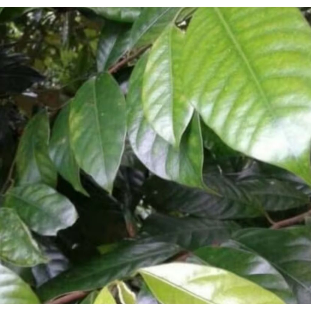 

daun pala herbal 200 gram daun segar langsung petik