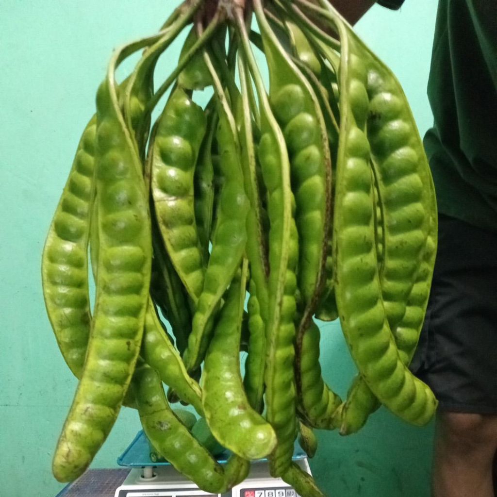 

pete dadakan seger daerah per 10 batang 45.000 per batang 4.500 per ikat isi 100 batang 450.000