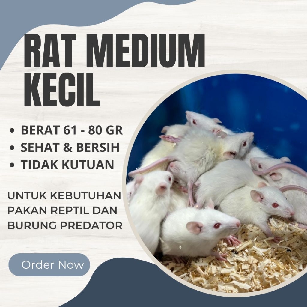 Tikus putih rat medium kecil