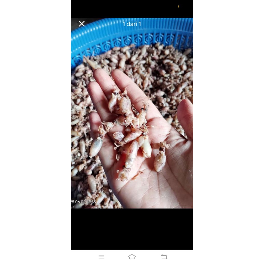 

cumi kering ukuran 3-4cm