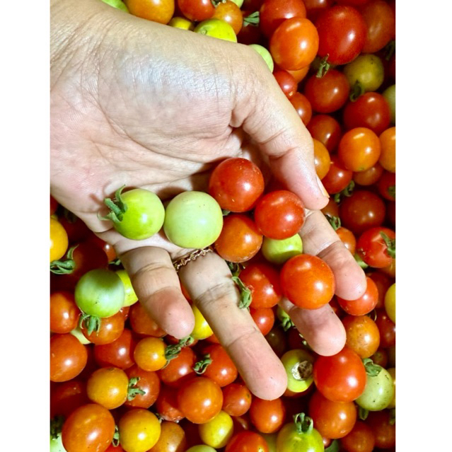 

PASAR ONLINE MURAH - TOMAT RAMPAI 250GR /TOMAT LAMPUNG