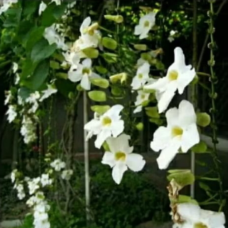 Bibit tanaman hias rambat menjalar thunbergia putih dan ungu siap tanam murah ekonomis sesuai gambar