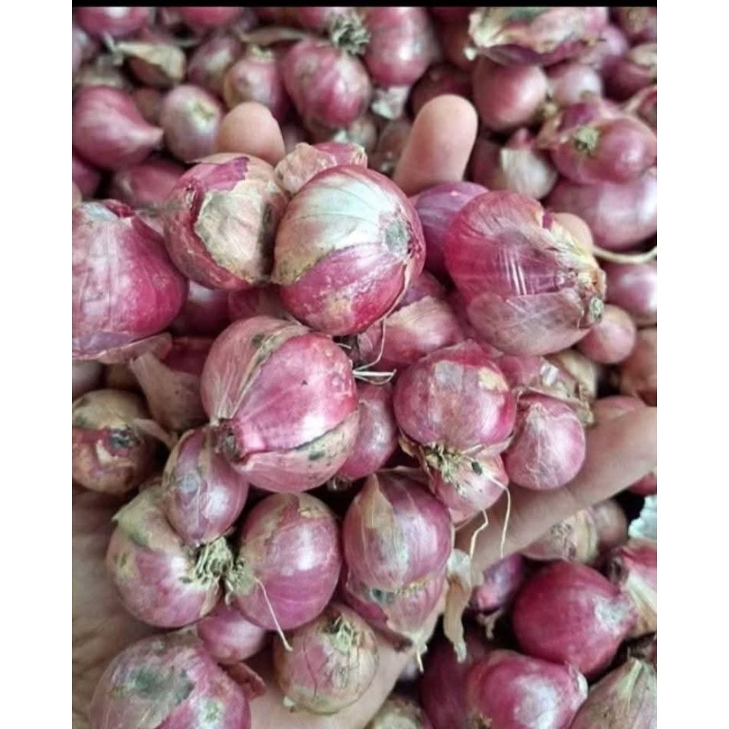 

Brambang/bawang merah premium