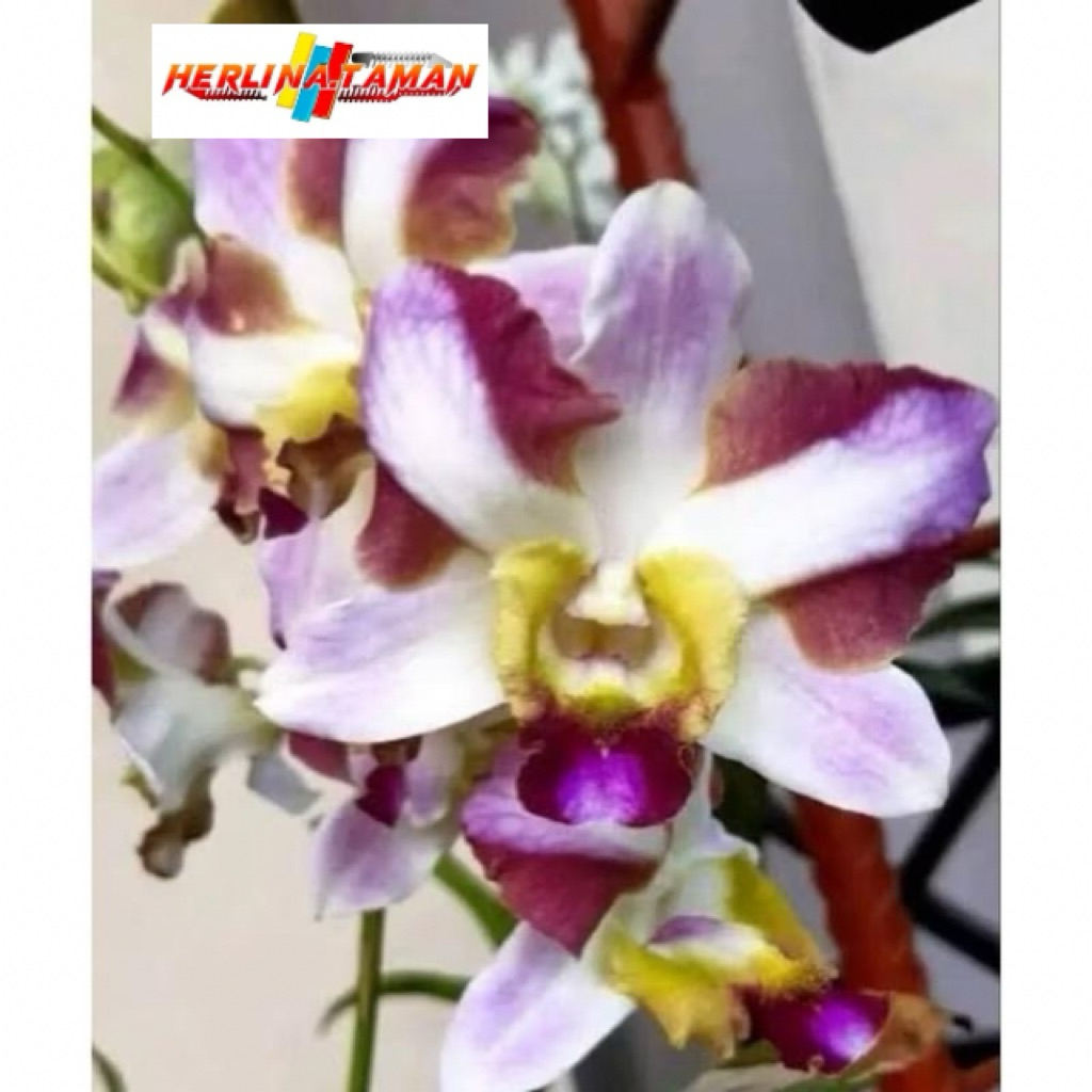 Dendrobium King Dragon Palawa Remaja Siap Bunga kloning import Bangkok