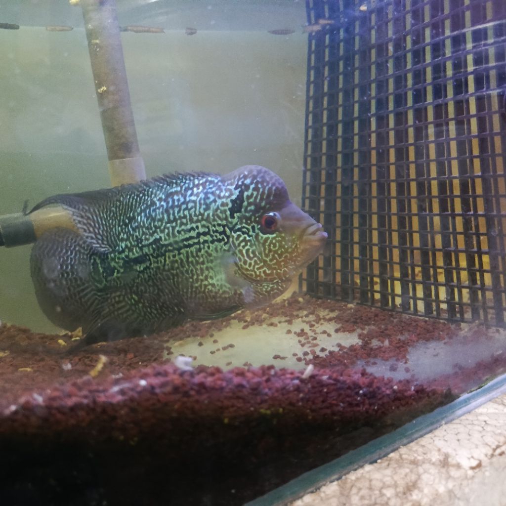 Ikan Hias Aquarium Louhan Cencu