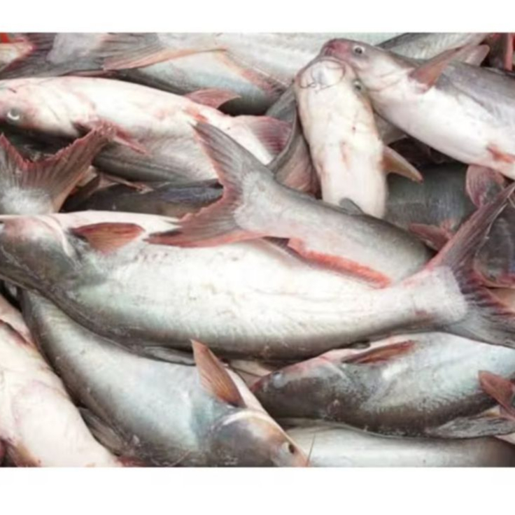 

Grosir Ikan Patin Segar 500 gr / Ikan Patin