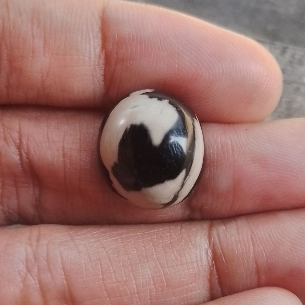 Natural Batu Fosil Kelor Hitam Putih Motif Unik Antik Keren Mumbul Njenong