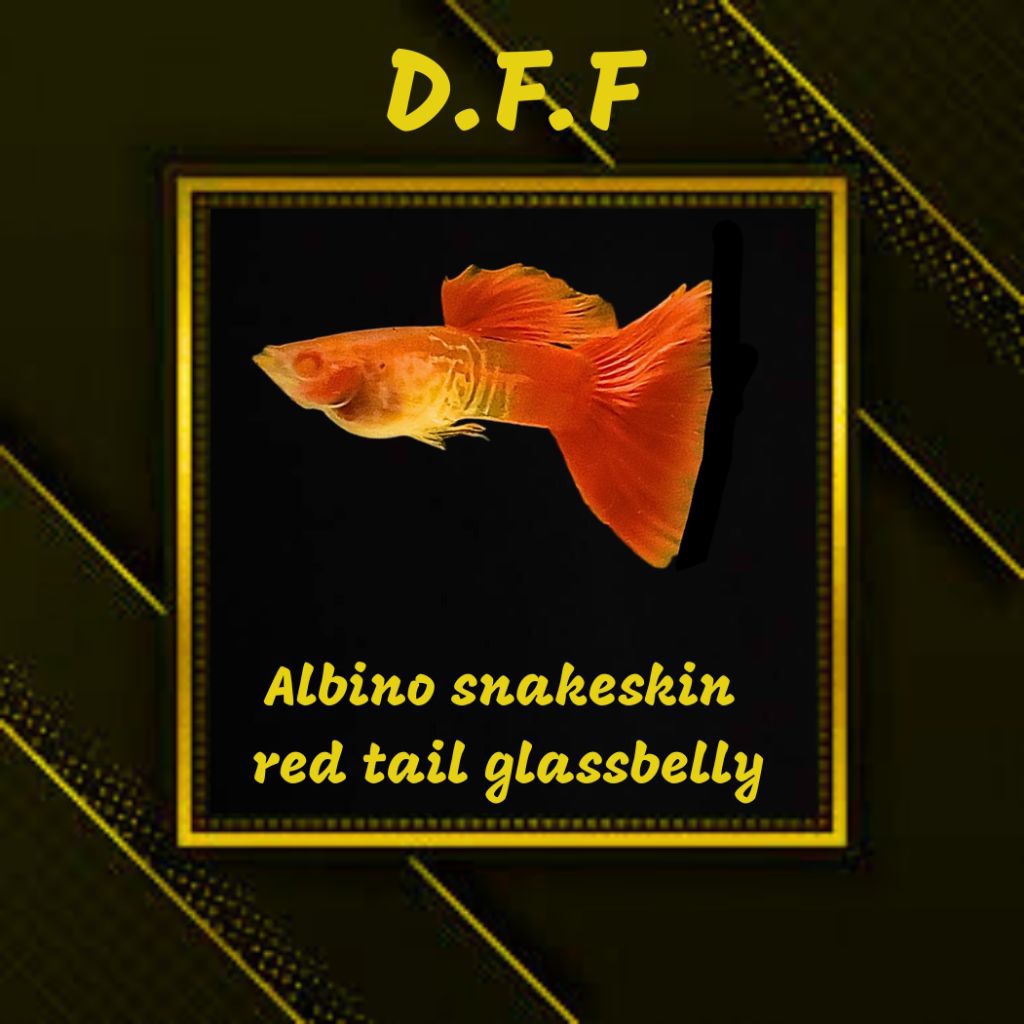 

BOX STEROFOAM-ASSRT GB