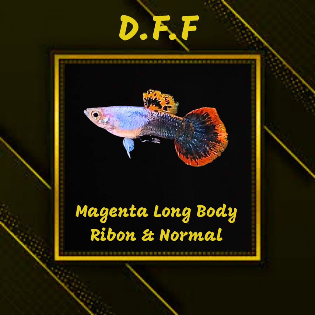 

BOX STEROFOAM-MAGENTA LB RB & NORMAL