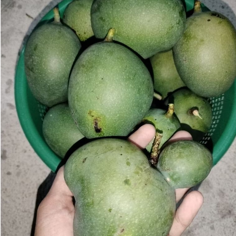 

Mangga Lalijiwo/Mangga Tawar/Mangga Madu