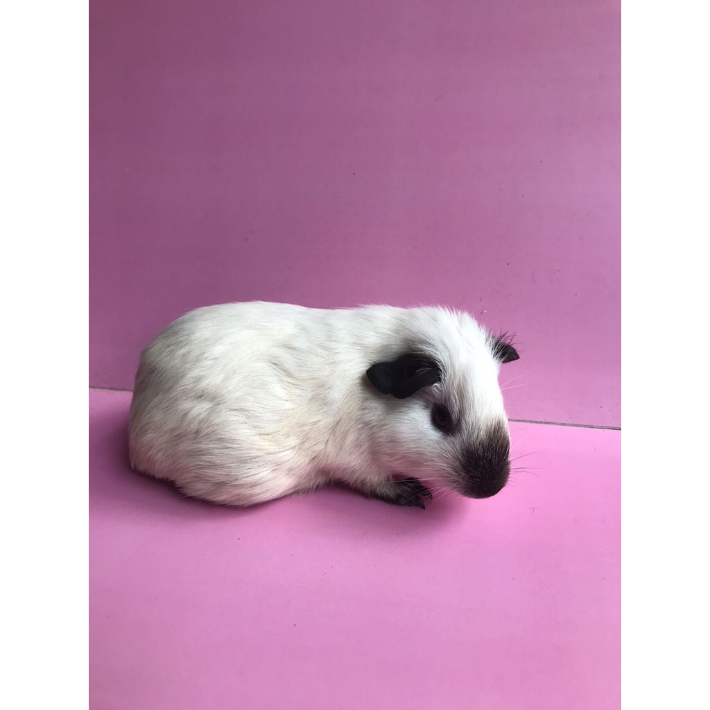 Marmut California Guinea Pig Marmut Hias