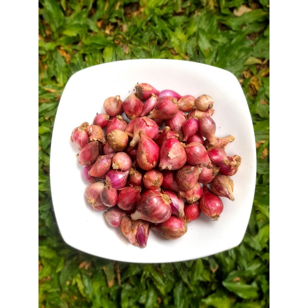 

BAWANG MERAH BRAMBANG