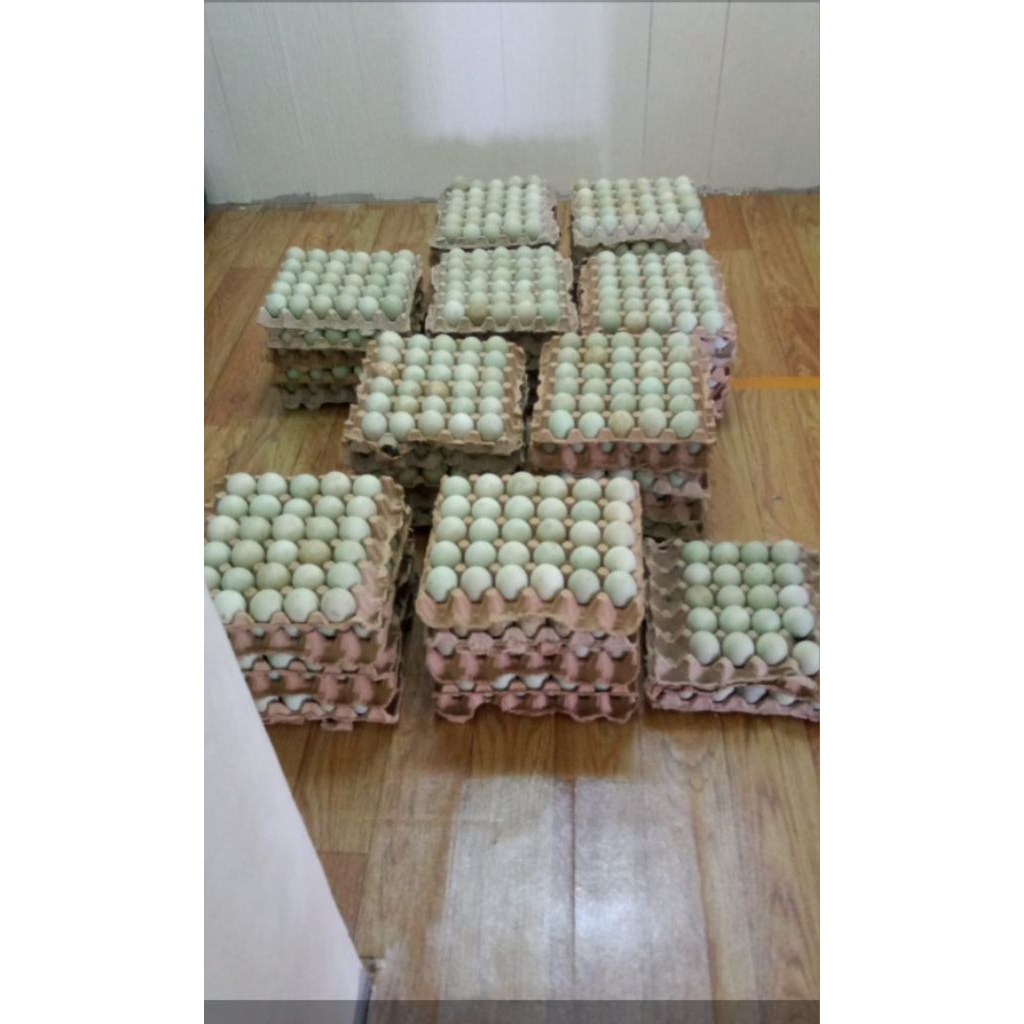 

Telor bebek mentah(tawar) grade AB (Besar) harga per biji