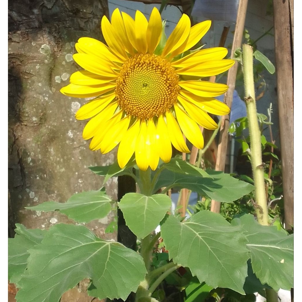 Bibit pohon bunga matahari bunga besar