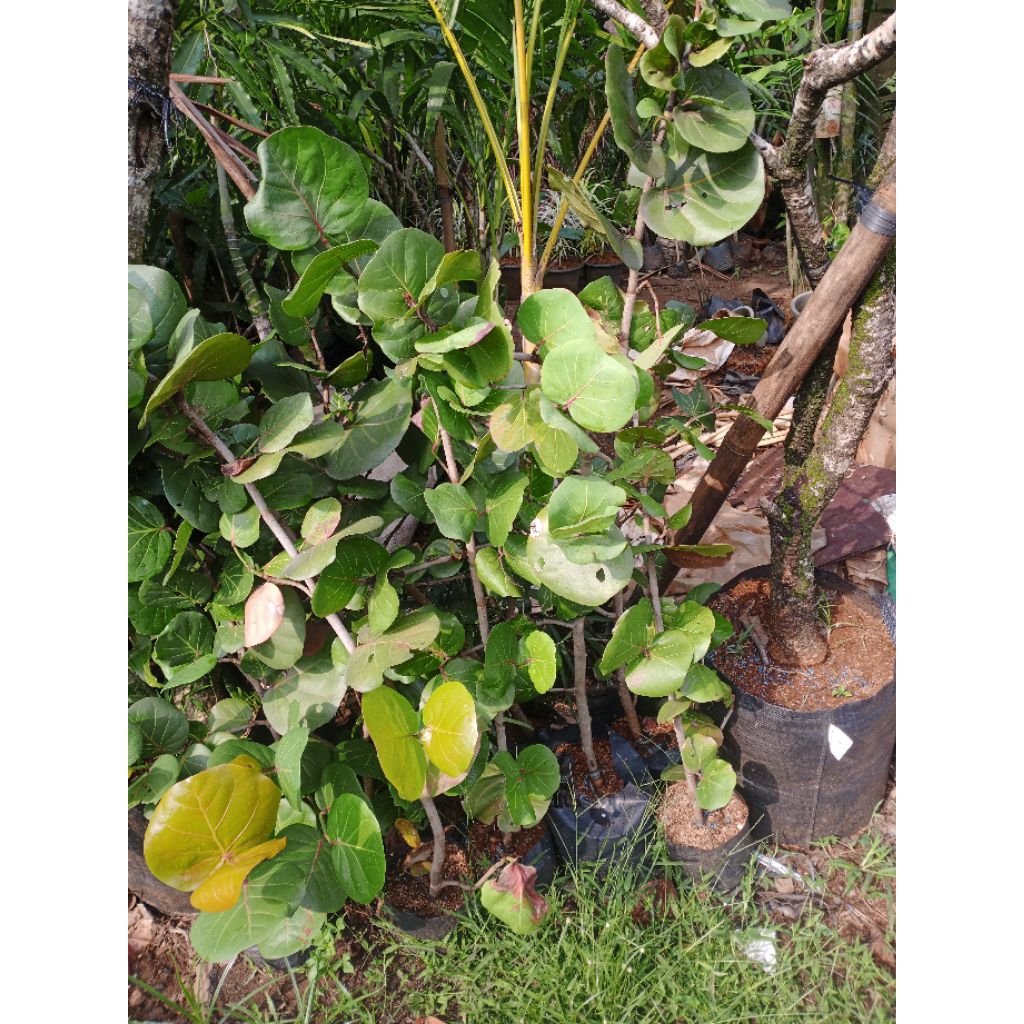 Pohon cocoba anggur laut tinggi 1meter