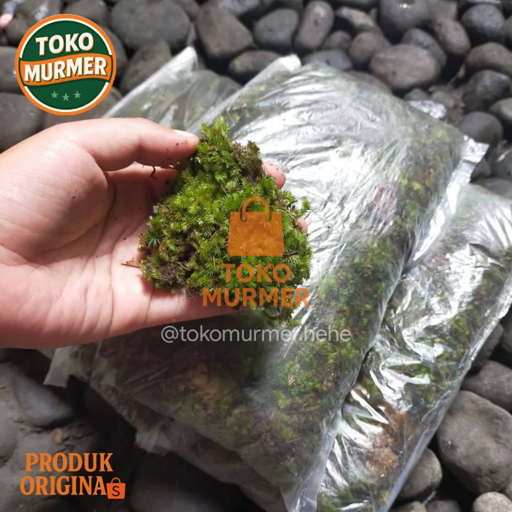 Tanaman lumut hidup atau lumut batu atau lumut genteng  500 gram media tanam anggrek dan tanaman lai