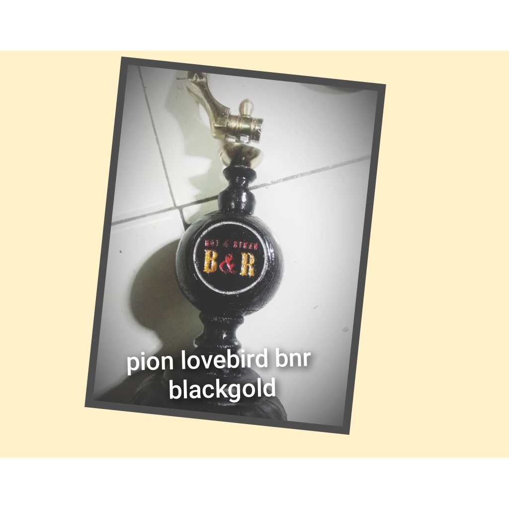 pion BnR lovebird blackgold+ cantolan