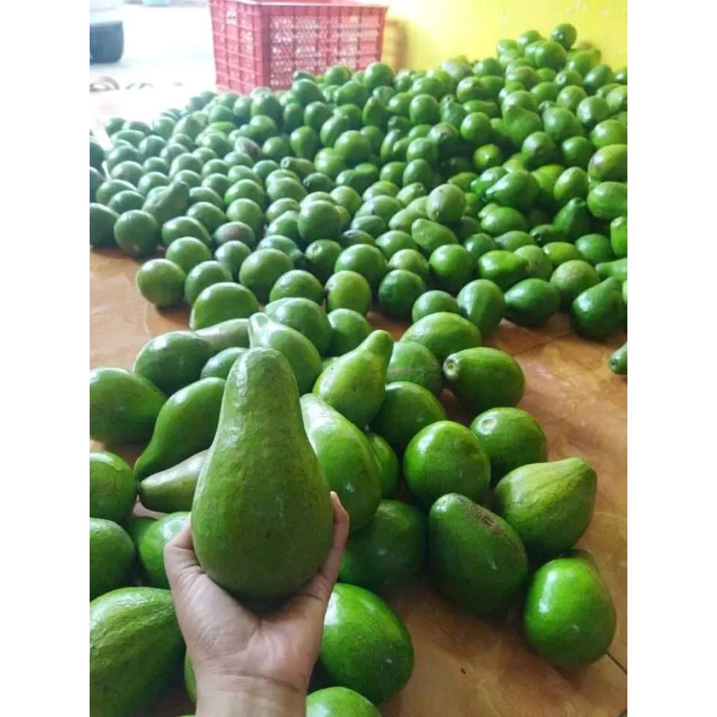 

Alpukat mentega premium 1kg isi 5-6-7 pecking aman!