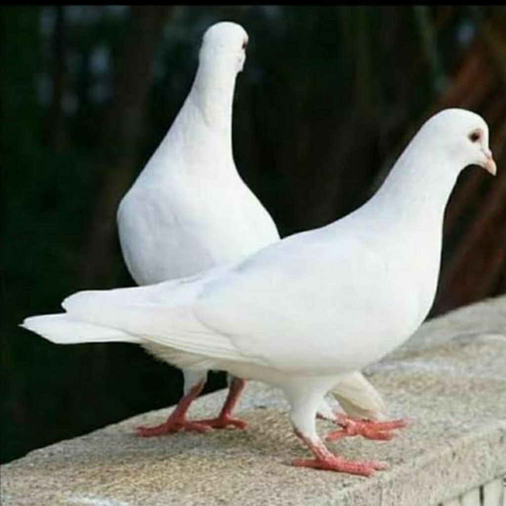 burung merpati putih