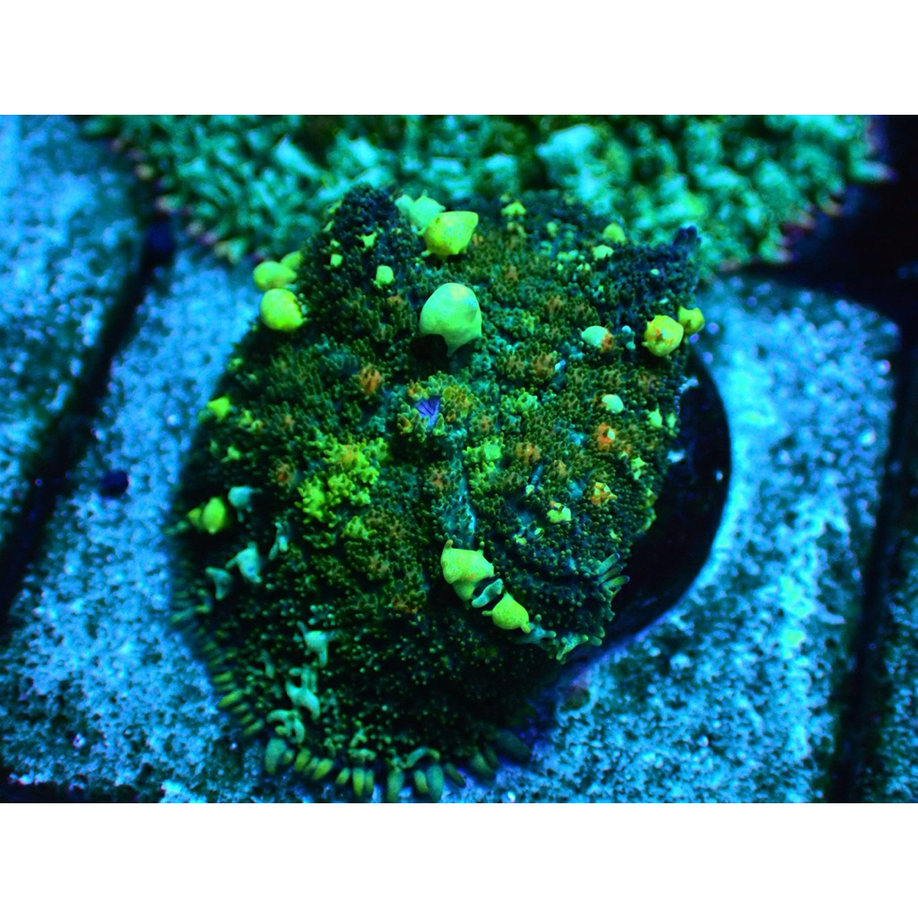 rodactis bounce mushroom hiasan aquarium