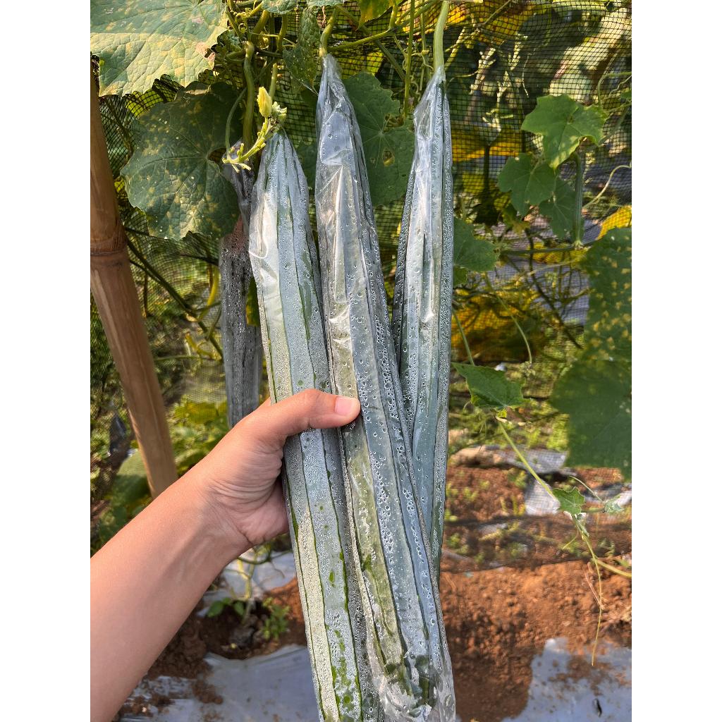 

1KG gambas oyong sayur dipetik langsung dari kebun kualitas grade A