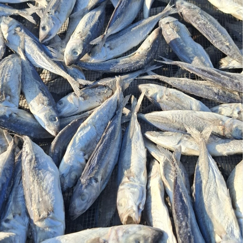 

Ikan kering lajeng - ikan kering layang termurah rasa gurih enak