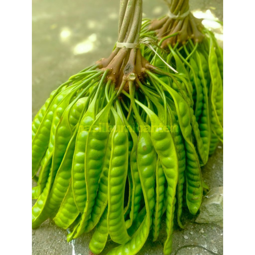 

PETE PETAI TUA SUPER ISI 90 PAPAN LONJOR