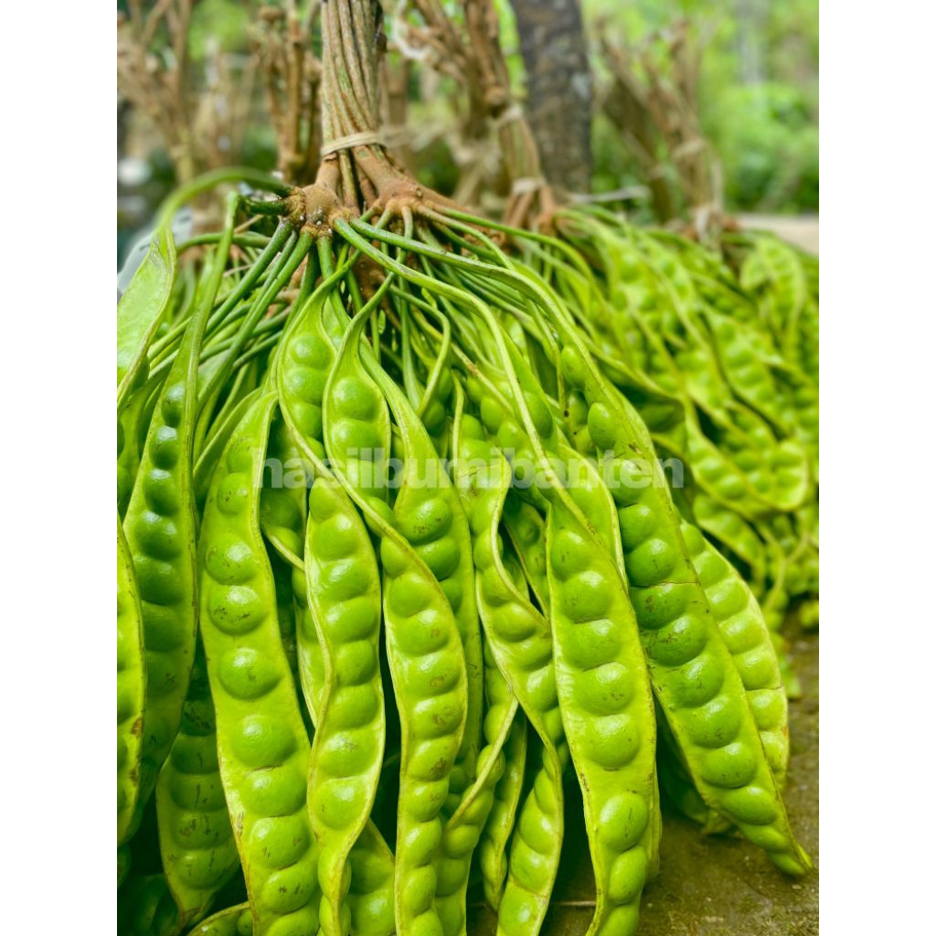 

PETE PETAI TUA FRESH ISI 30 PAPAN LONJOR