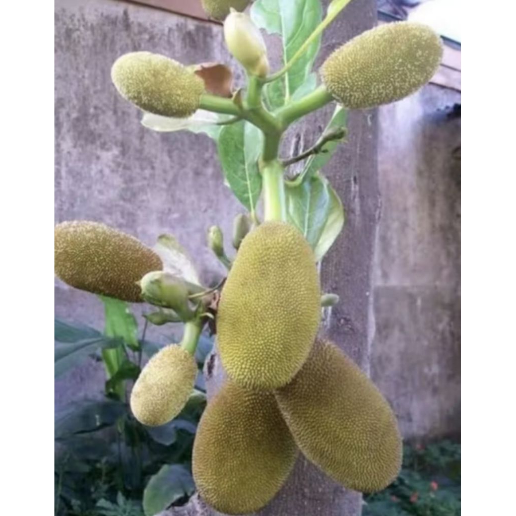 

MUDA 3 PCS,. NANGKA MUDA FRES #NANGKA BABAL