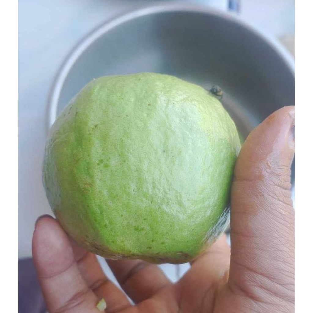 

Jambu kristal manis seger laris 1 kg