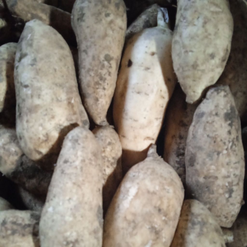 

ubi Cilembu mentahan 10kg