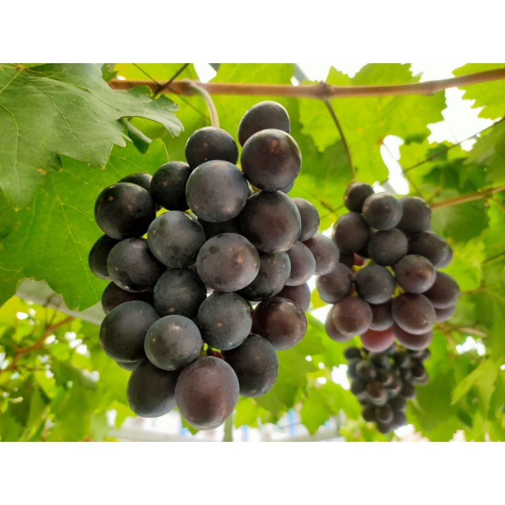 

Bibit Anggur Early Adora