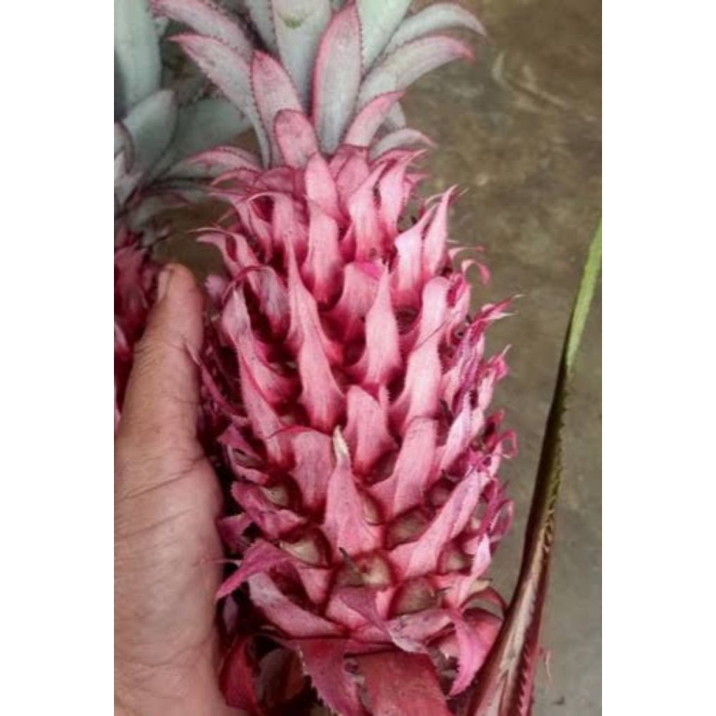 

nanas muda / nanas merah herbal