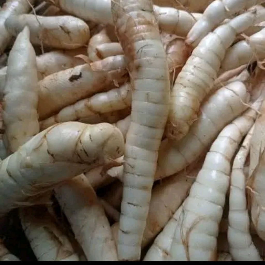 

Umbi kerut/garut /irut bagus untuk lambung dan pencernaan 1kg