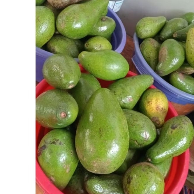 

Alpukat mentega SIGER LAMPUNG SUPER 1KG