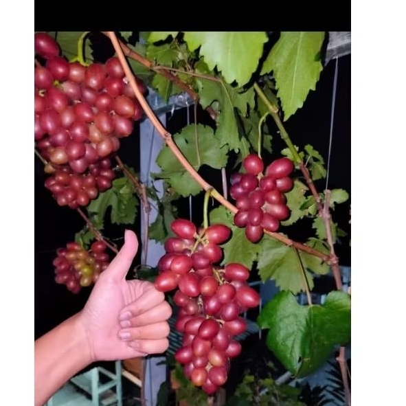 

Bibit Anggur Red Rose