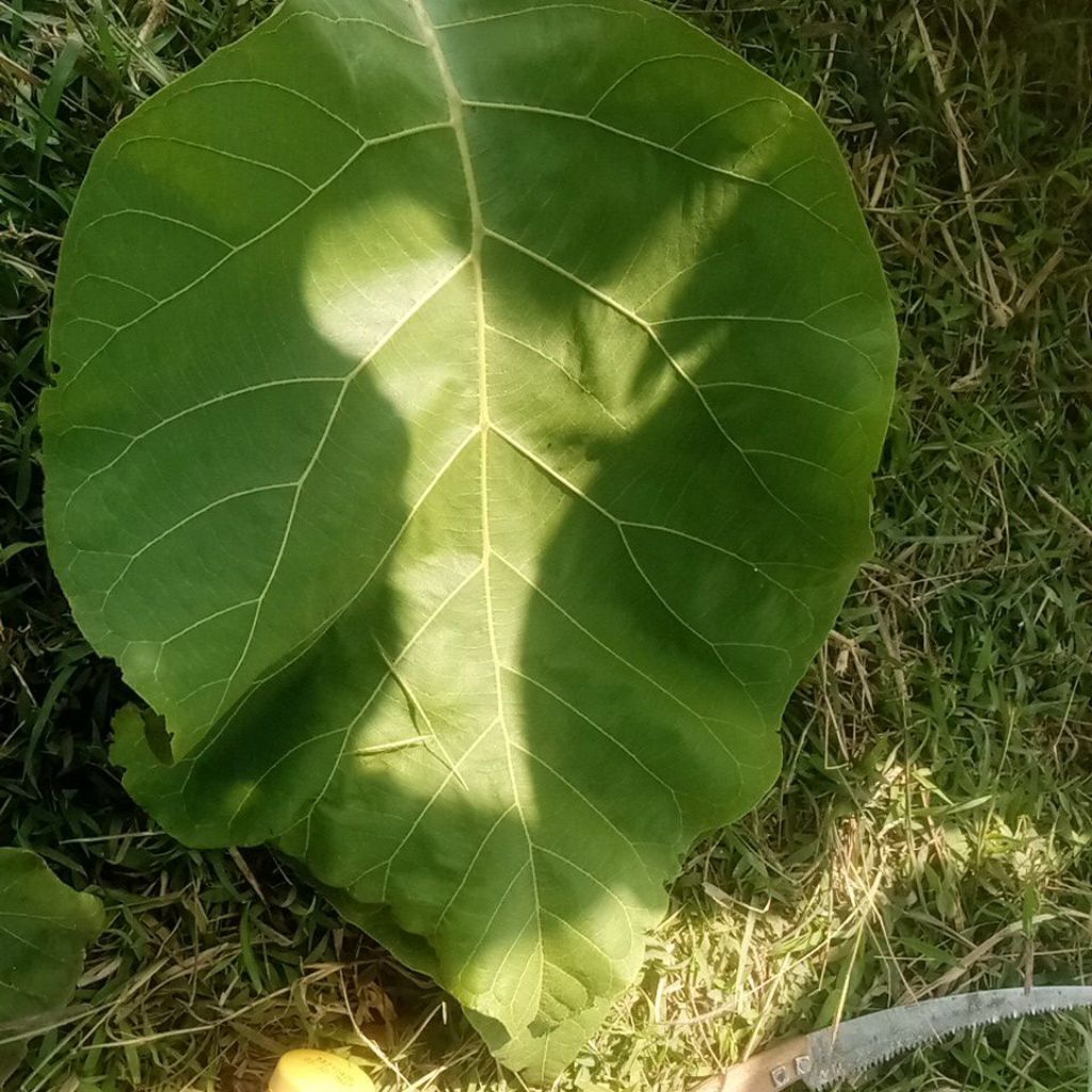 

Daun Jati Segar dari Pohon Buat Bungkus Makanan, 300 Per Lembar