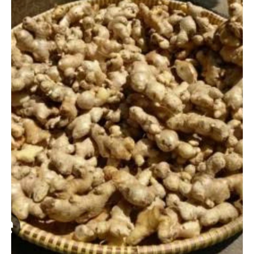 

jahe gajah 1kg fresh