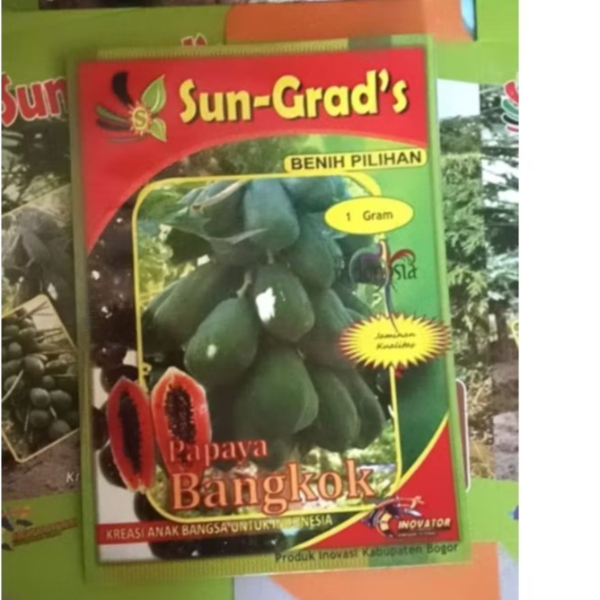 Benih Pepaya Bangkok Sun Grads Isi 50 Butir Bibit Pepaya Kates Benih Pepaya Thailand