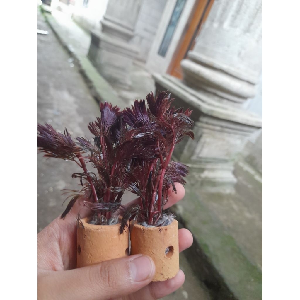 cabomba super red 2 pot tanaman Aquascape