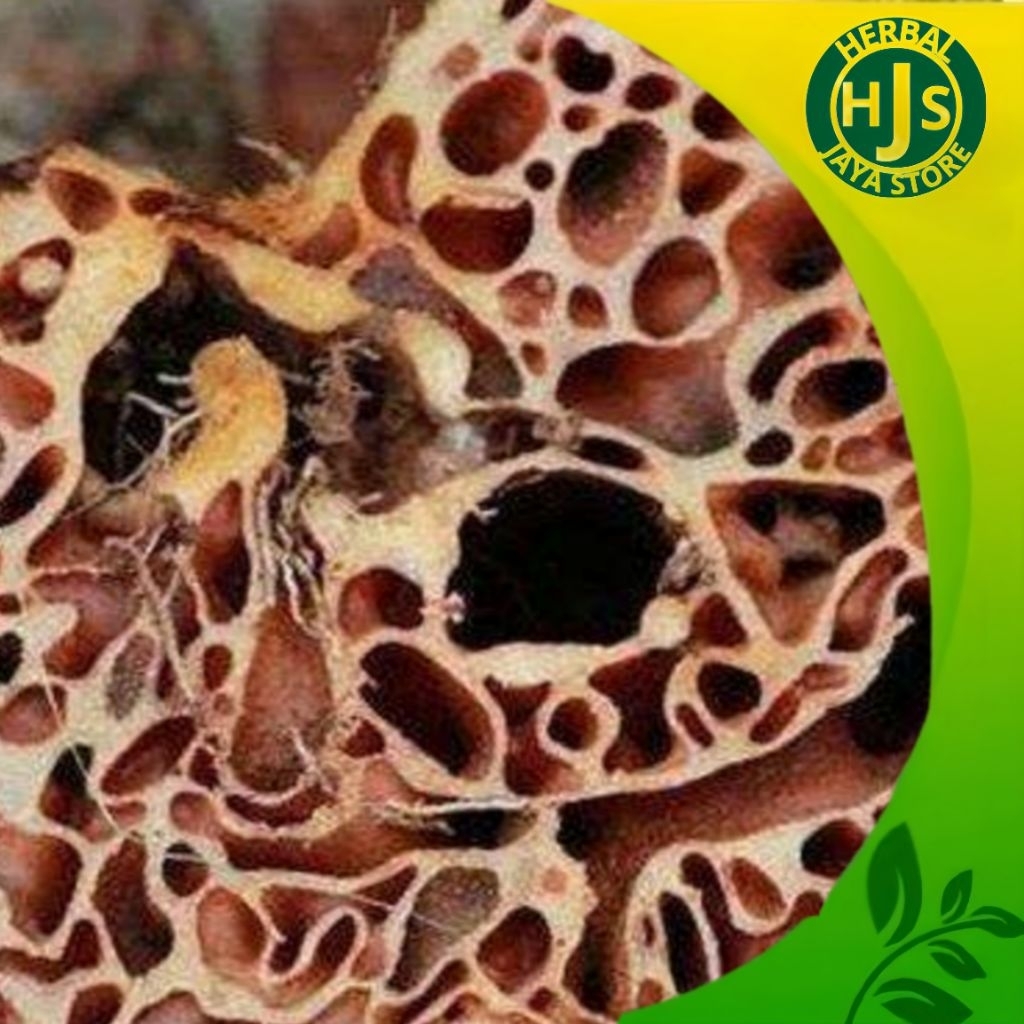 

Sarang Semut Merah 1kg Asli Papua Bersih dan Kering