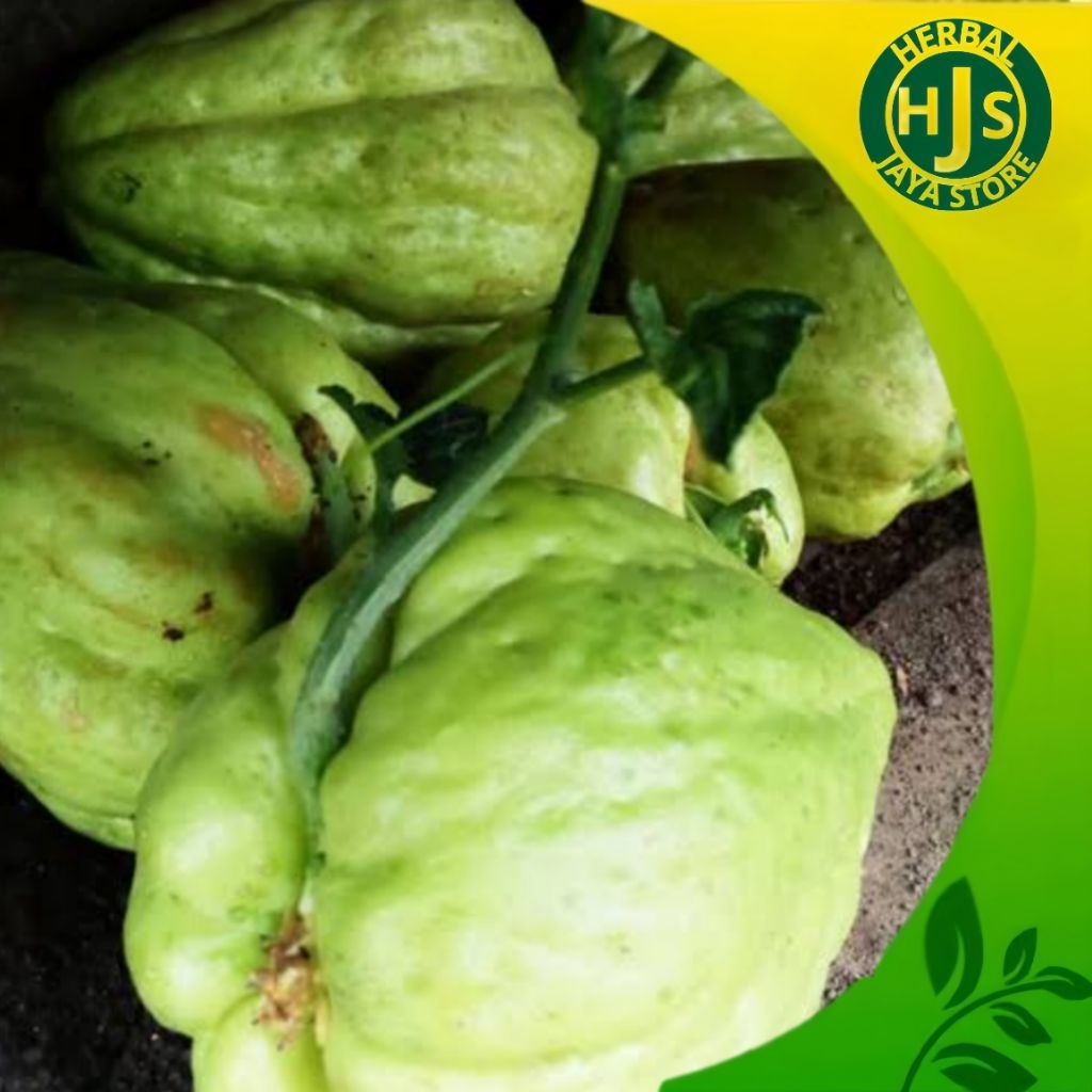 

Bibit Labu siam / Waluh Siem Hasil Semai