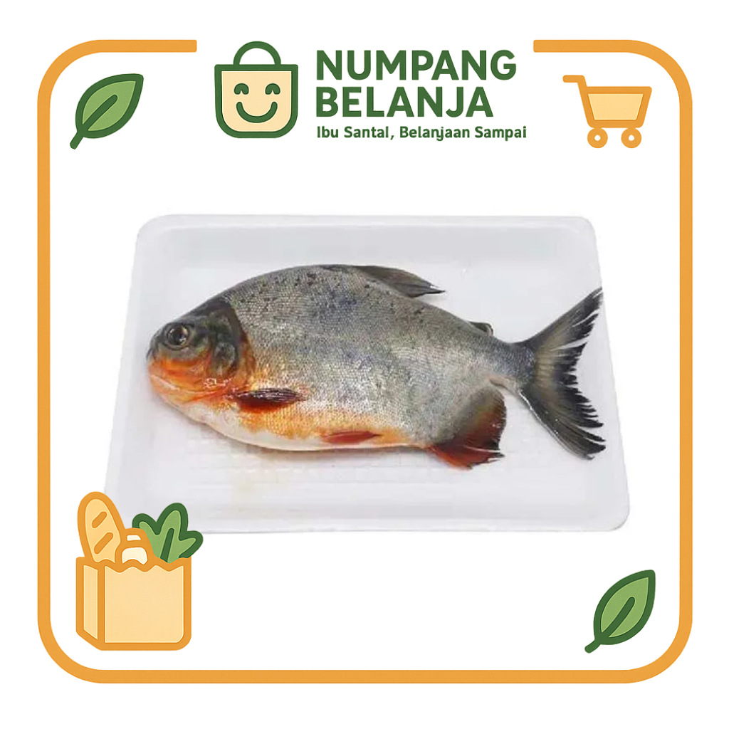 

ikan bawal fresh [500g]